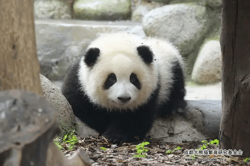 开始预约<strong></p>
<p>光华币</strong>！中国贵金属纪念币发行40周年纪念券！