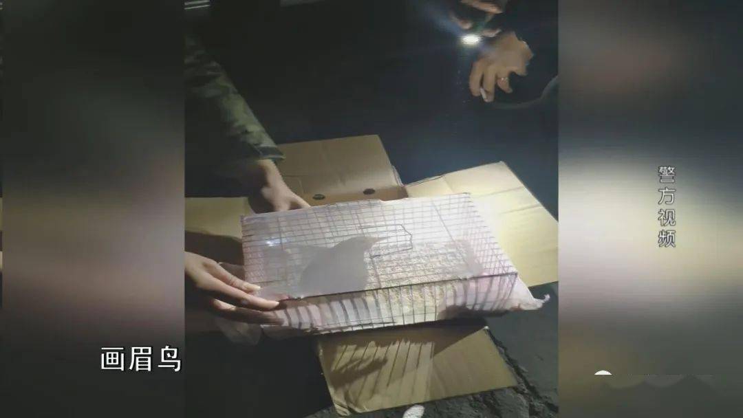 ​网络直播“画眉鸟”可可爱爱<strong></p>
<p>币加鸟</strong>？民警主动加主播为好友……