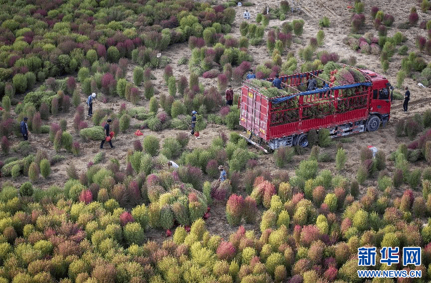 “乌金”变“绿金” 煤城焕新机——山西柳林探路资源型城市转型