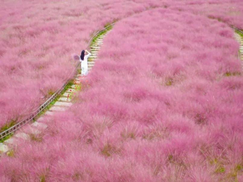 尼山圣境这片网红粉色花海又要火啦<strong></p>
<p>火币网</strong>！