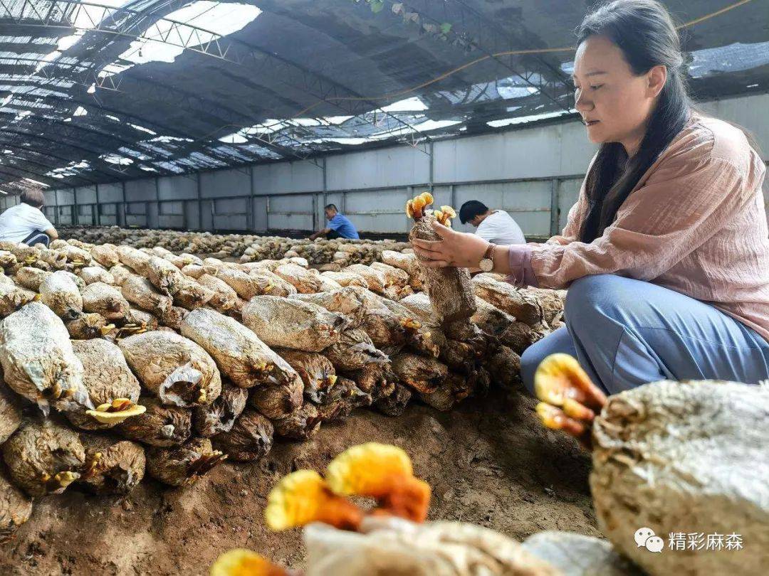 河北衡水高新区：科技创新火<strong></p>
<p>火币科技</strong>了灵芝特色种植