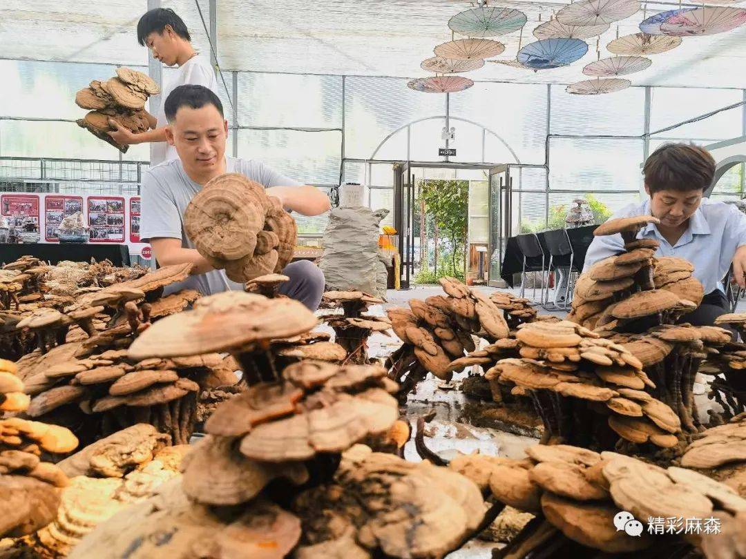河北衡水高新区：科技创新火<strong></p>
<p>火币科技</strong>了灵芝特色种植