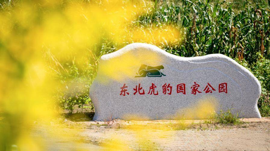 东北虎纪念币终于要来了？如何应对<strong></p>
<p>币虎交易所</strong>！