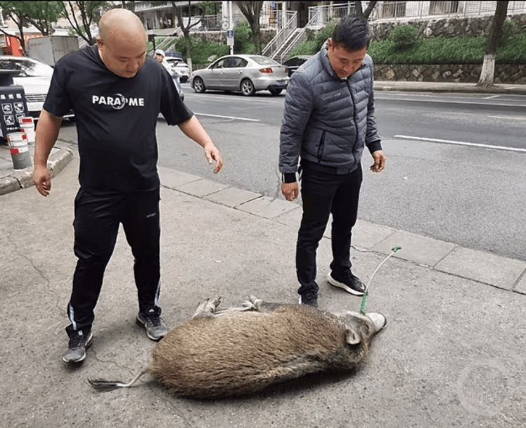 “疯狂”的野猪<strong></p>
<p>币淘交易所</strong>，“赔本”的猎人
