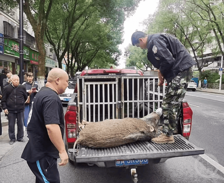 “疯狂”的野猪<strong></p>
<p>币淘交易所</strong>，“赔本”的猎人