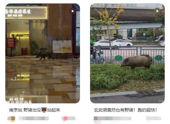 列车撞上野猪<strong></p>
<p>币根交易所</strong>，机械师查看时被撞身亡，更多细节公布...