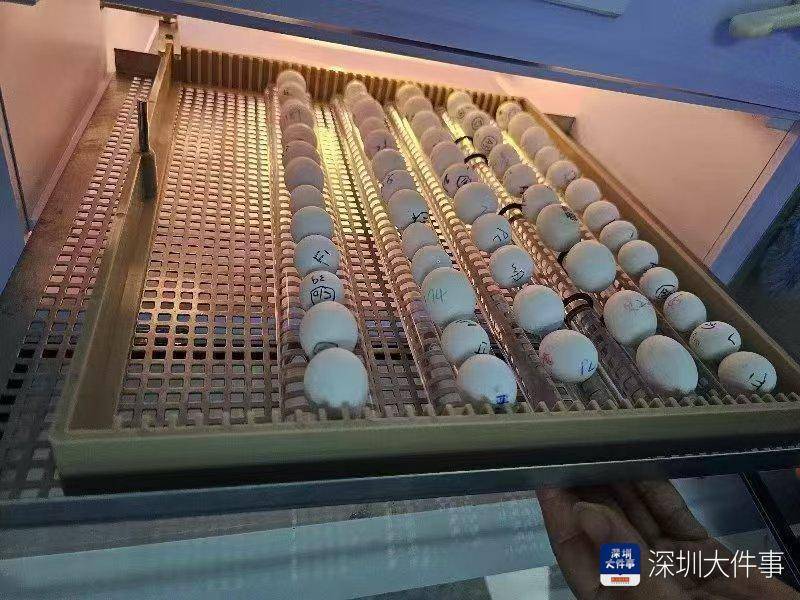 超千枚蛋、案值达700万<strong></p>
<p>币好交易所</strong>！深圳破获一起走私濒危鹦鹉蛋大案