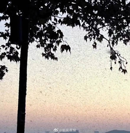 密密麻麻<strong></p>
<p>7号交易所</strong>！多得像“马赛克" 武汉一湖边漫天飞虫