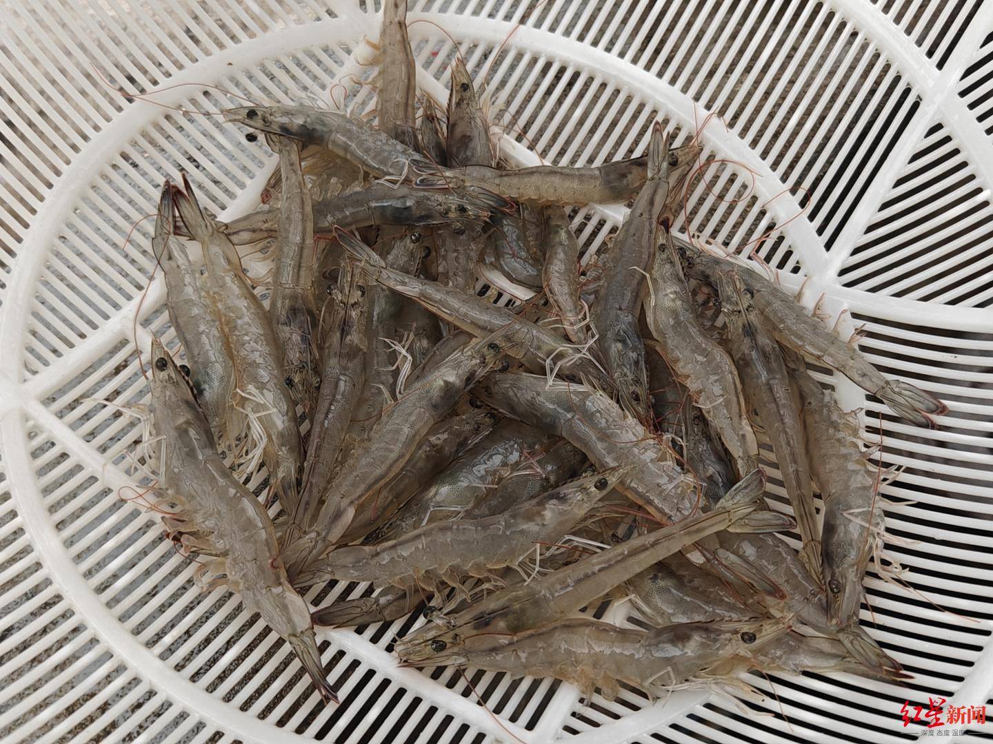 西南片区最大<strong></p>
<p>上币交易所</strong>！成都“大邑产”南美白对虾抢“鲜”上市