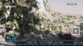 树根入侵<strong></p>
<p>泰坦交易所</strong>，家里遭殃…上海姐妹俩傻眼，转机来了