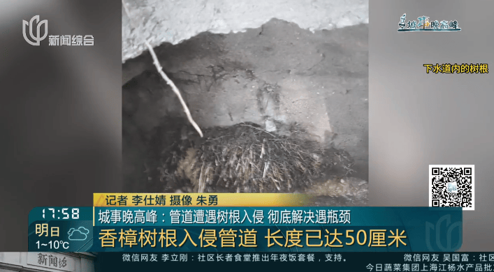 树根入侵<strong></p>
<p>泰坦交易所</strong>，家里遭殃…上海姐妹俩傻眼，转机来了
