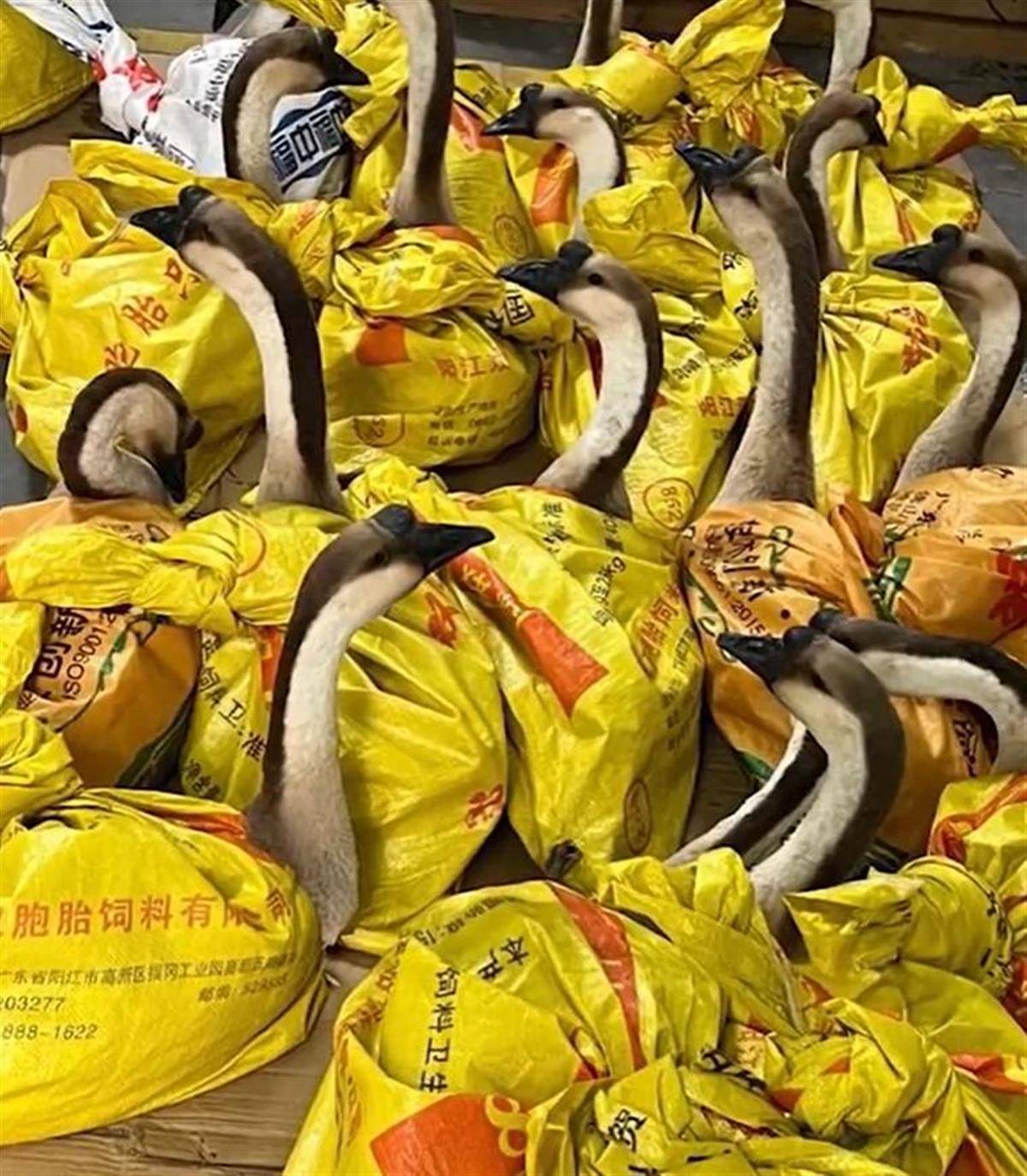 河南一公司给60多名员工每人发一头羊<strong></p>
<p>j交易所债券质押</strong>，员工：太实在了，跟着老板有肉吃！