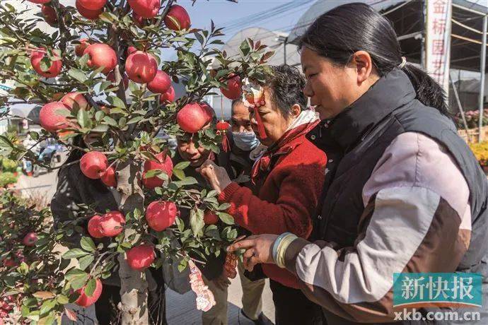 太火了<strong></p>
<p>币杰交易所</strong>！广州有商家一天卖出平时一个月的花
