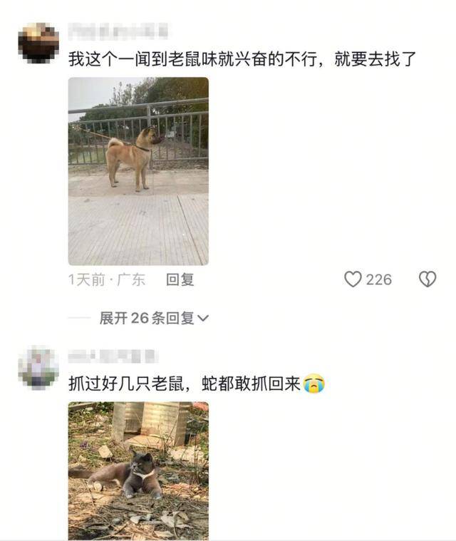 老鼠掉进泳池<strong></p>
<p>满币网交易所</strong>，广东大叔出动鸡猫狗团队，结果全被老鼠吓跑！网友坐不住纷纷晒战绩