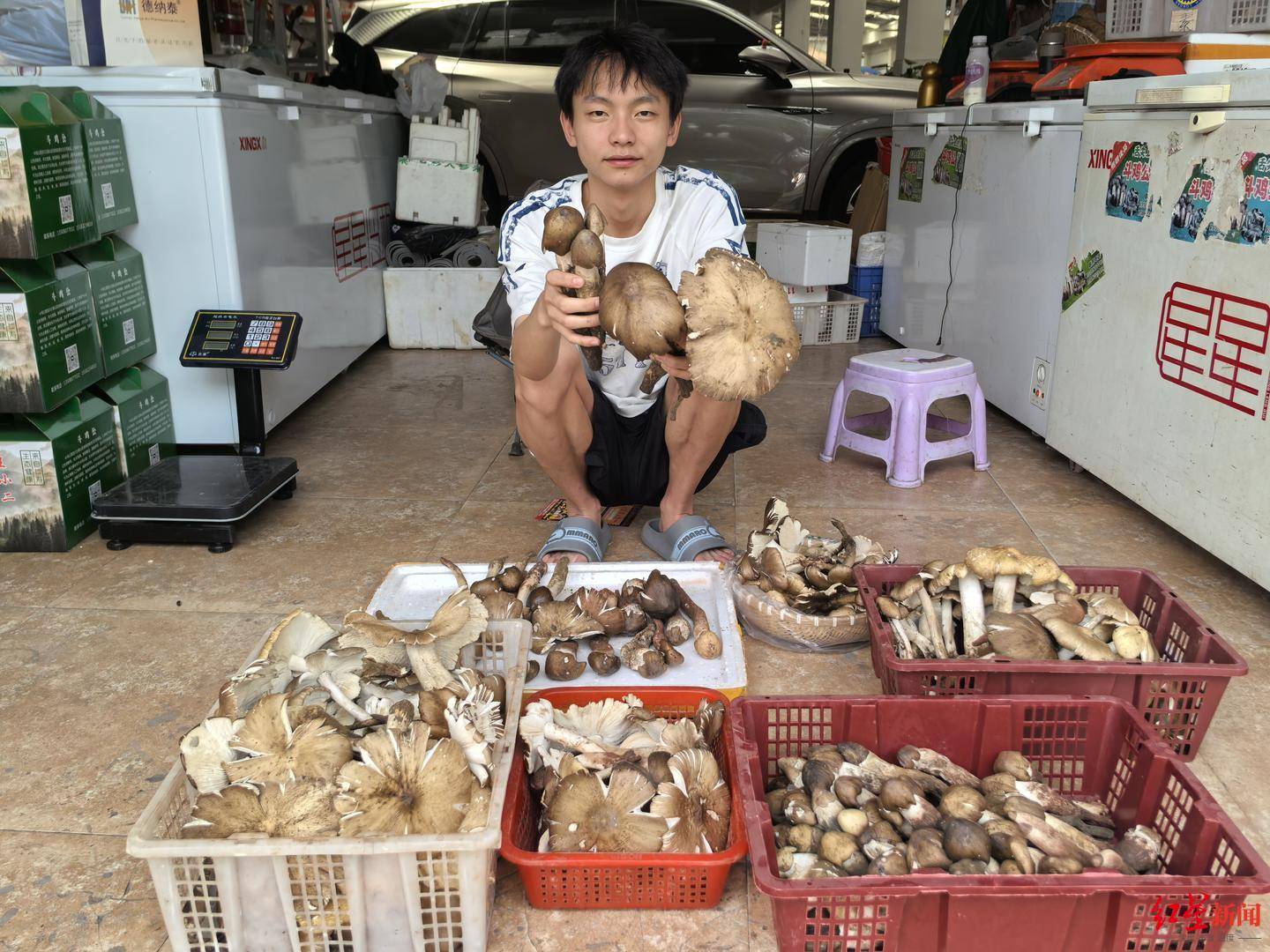 “天价”鸡枞调查：最贵卖到1800元/公斤！雨水少致产量低<strong></p>
<p>币安交易平台</strong>，多地价高客少
