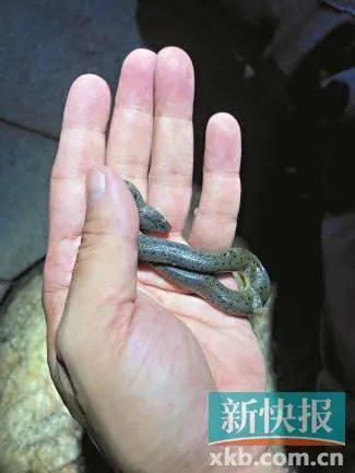 广州已进入蛇伤高发季节<strong></p>
<p>炒币的平台</strong>，保命锦囊→