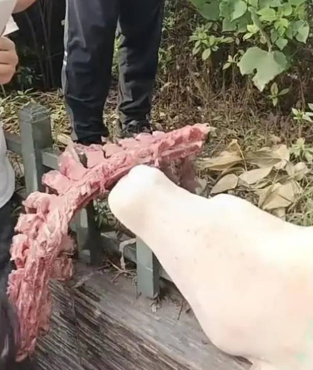 四川自贡一小学被曝使用发臭猪肉<strong></p>
<p>币火网交易平台</strong>，官方通报：已封存，正在检测