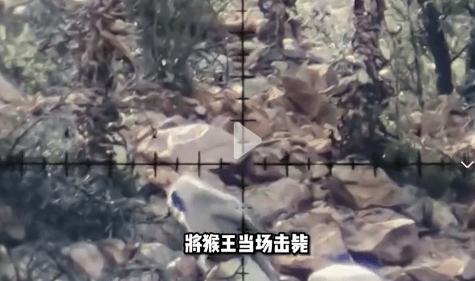 四川峨眉山“人猴大战<strong></p>
<p>小七平台交易</strong>，游客坠崖，猴王被射杀”？景区辟谣：多年前就在网络传播，没发生过这种事