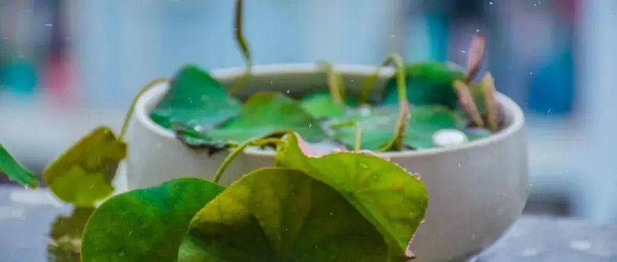 雨后蚊子增多<strong></p>
<p>热币交易平台</strong>，3招速防叮咬！
