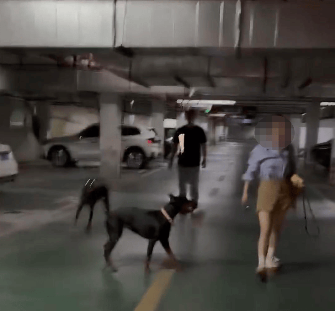 小区车库俩杜宾犬没拴绳引争吵：路人要打死<strong></p>
<p>ccex交易平台</strong>，狗主人反呛咬你了吗