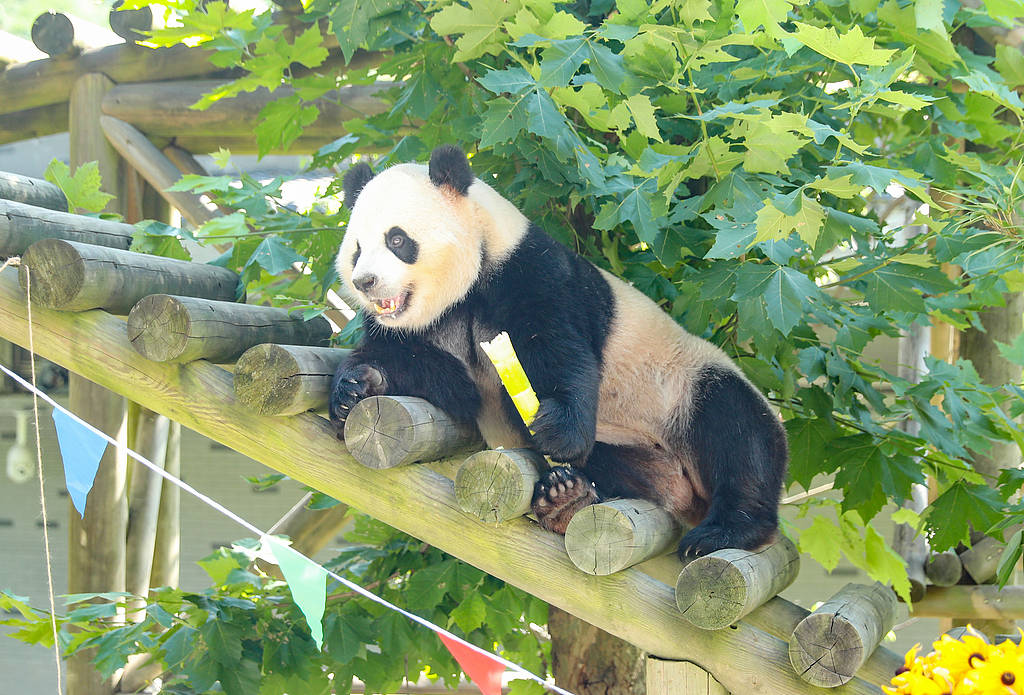 造谣大熊猫被虐待<strong></p>
<p>中币网交易平台下载</strong>，大V盯上了“猫粉”的钱包
