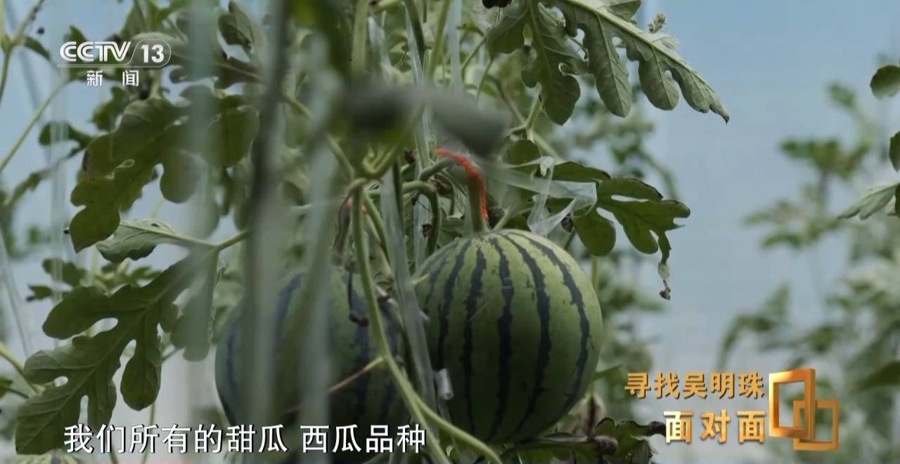面对面丨中国人的吃瓜自由要感谢她<strong></p>
<p>河北省交易中心服务平台</strong>！吴明珠说她的一生就是结几个好瓜献给人民