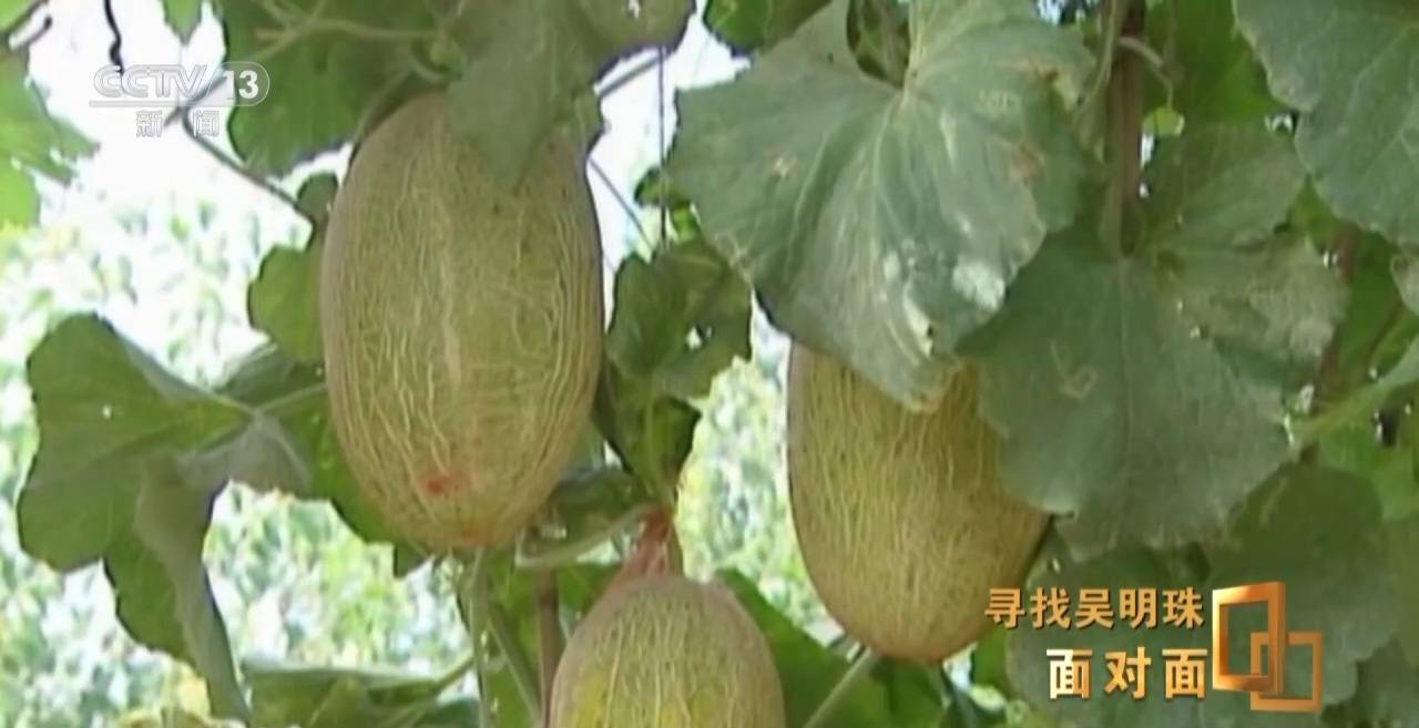 面对面丨中国人的吃瓜自由要感谢她<strong></p>
<p>河北省交易中心服务平台</strong>！吴明珠说她的一生就是结几个好瓜献给人民