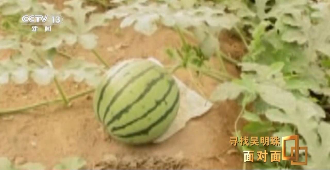 面对面丨中国人的吃瓜自由要感谢她<strong></p>
<p>河北省交易中心服务平台</strong>！吴明珠说她的一生就是结几个好瓜献给人民