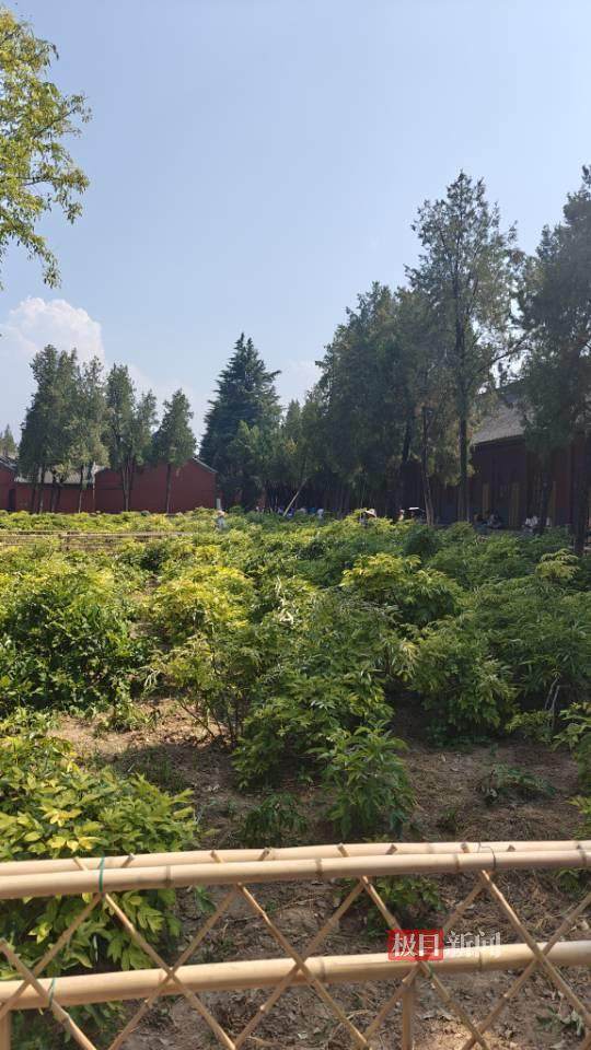 印乐方丈管理下的白马寺：僧人顶着高温种地<strong></p>
<p>河北省交易中心服务平台</strong>，义工称寺里秉承农禅并重