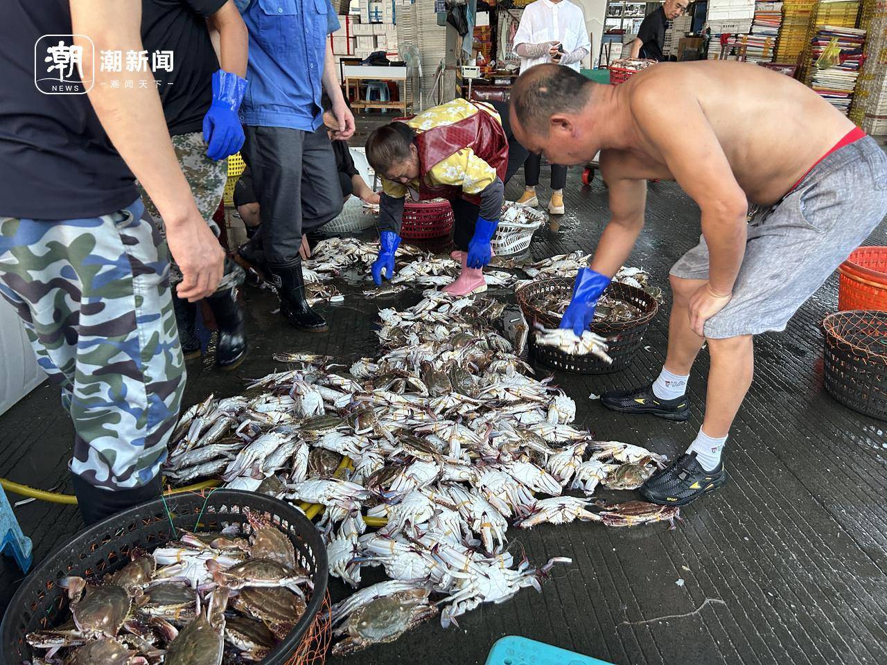 起猛了！东海梭子蟹2元/斤<strong></p>
<p>火币网官网</strong>，杭州市场到货量惊人