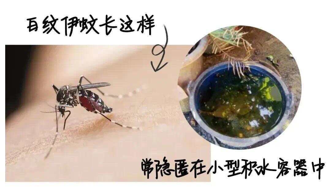 全球“最毒”的蚊子为何批量北上<strong></p>
<p>000596股票</strong>？专家揭示白纹伊蚊北迁祸因及防蚊绝招