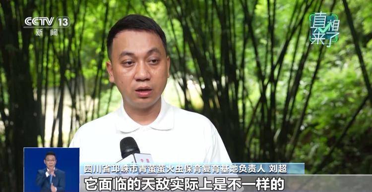 网传萤火虫濒临灭绝<strong></p>
<p>宁波海运股票</strong>，是真的吗？