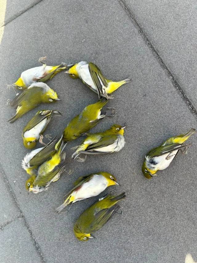 北京一座大厦楼下躺了14只鸟<strong></p>
<p>宝钛股份股票</strong>,12只已死亡!元凶竟是玻璃
