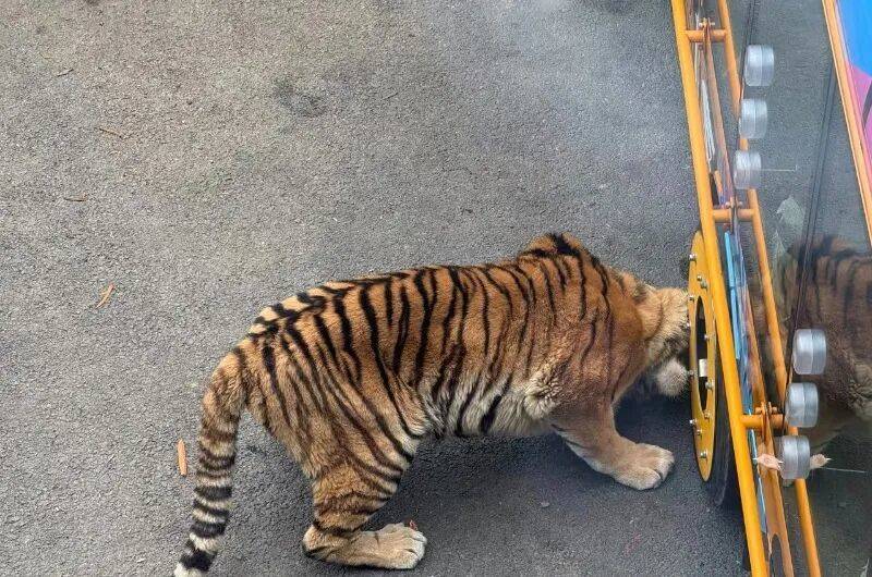 动物园观光车压碎老虎下巴<strong></p>
<p>金运激光股票</strong>?园方:初步检查未发现重大伤情