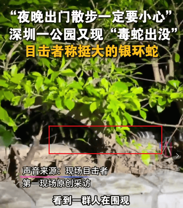 深圳市区现剧毒银环蛇！目击者：这么大、这么毒<strong></p>
<p>中国嘉陵股票</strong>，一定要小心！