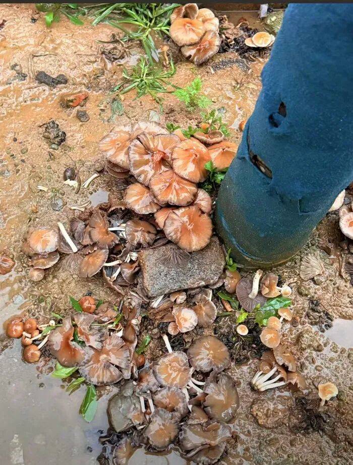 济南雨后路边长出蘑菇<strong></p>
<p>农业银行股票代码</strong>,医生紧急提醒:切勿食用