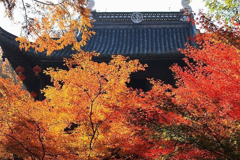 霜降已到<strong></p>
<p>600303股票</strong>,全国红叶上线中!这些“出片宝地”藏不住了