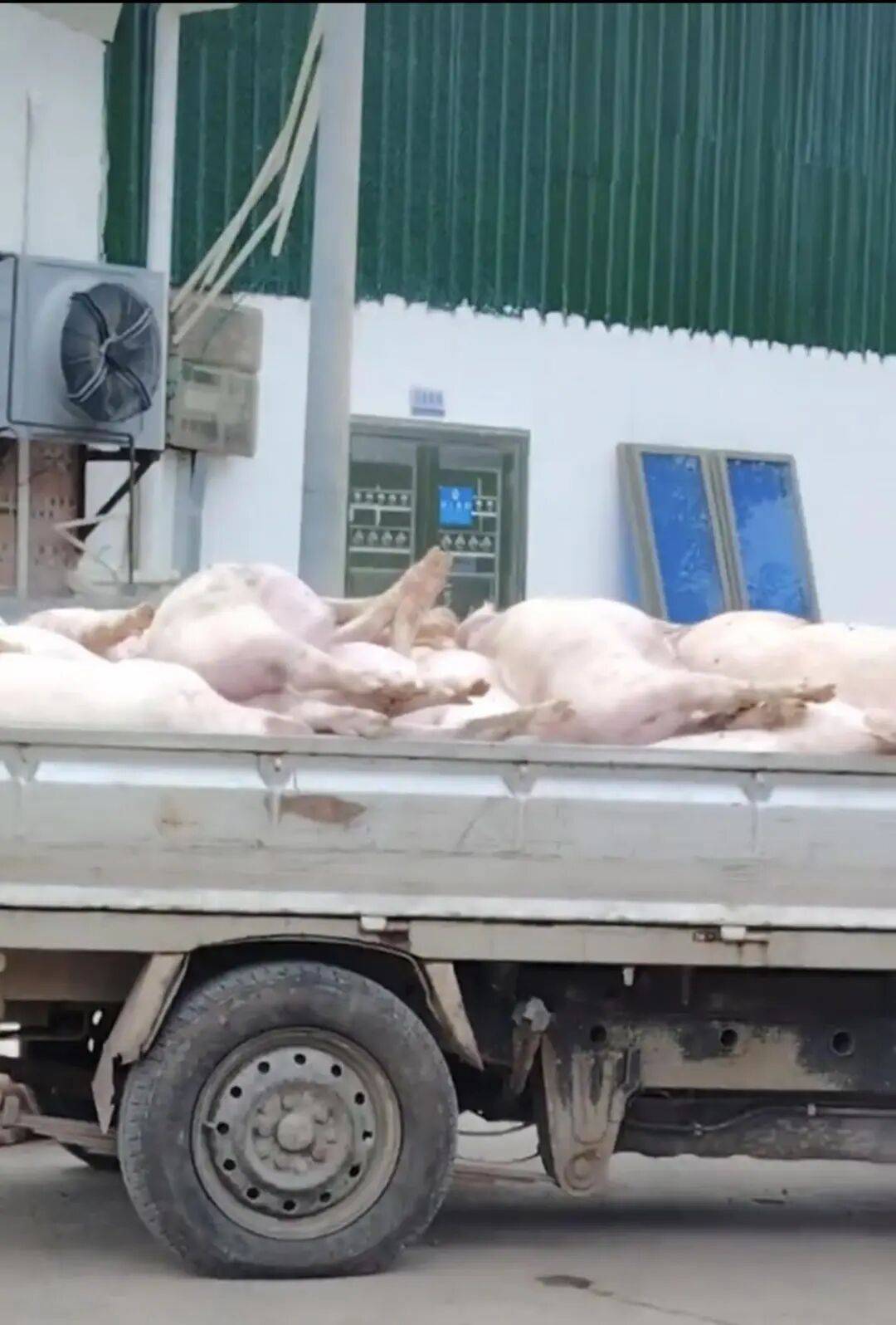 广东一肉联公司门口堆满死猪<strong></p>
<p>300235股票</strong>,官方:7人被控制