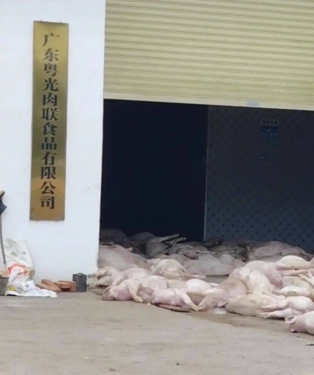 广东一肉联公司门口堆满死猪<strong></p>
<p>300235股票</strong>,官方:7人被控制