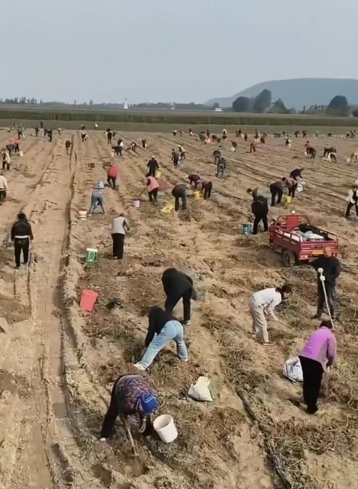 数百人冲进地里捡红薯<strong></p>
<p>顺丰股票002352</strong>,田主称是秋收剩下的,网友:免费翻地,利人利己