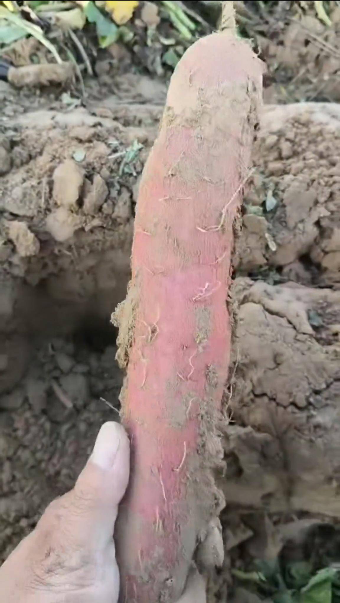 数百人冲进地里捡红薯<strong></p>
<p>顺丰股票002352</strong>,田主称是秋收剩下的,网友:免费翻地,利人利己