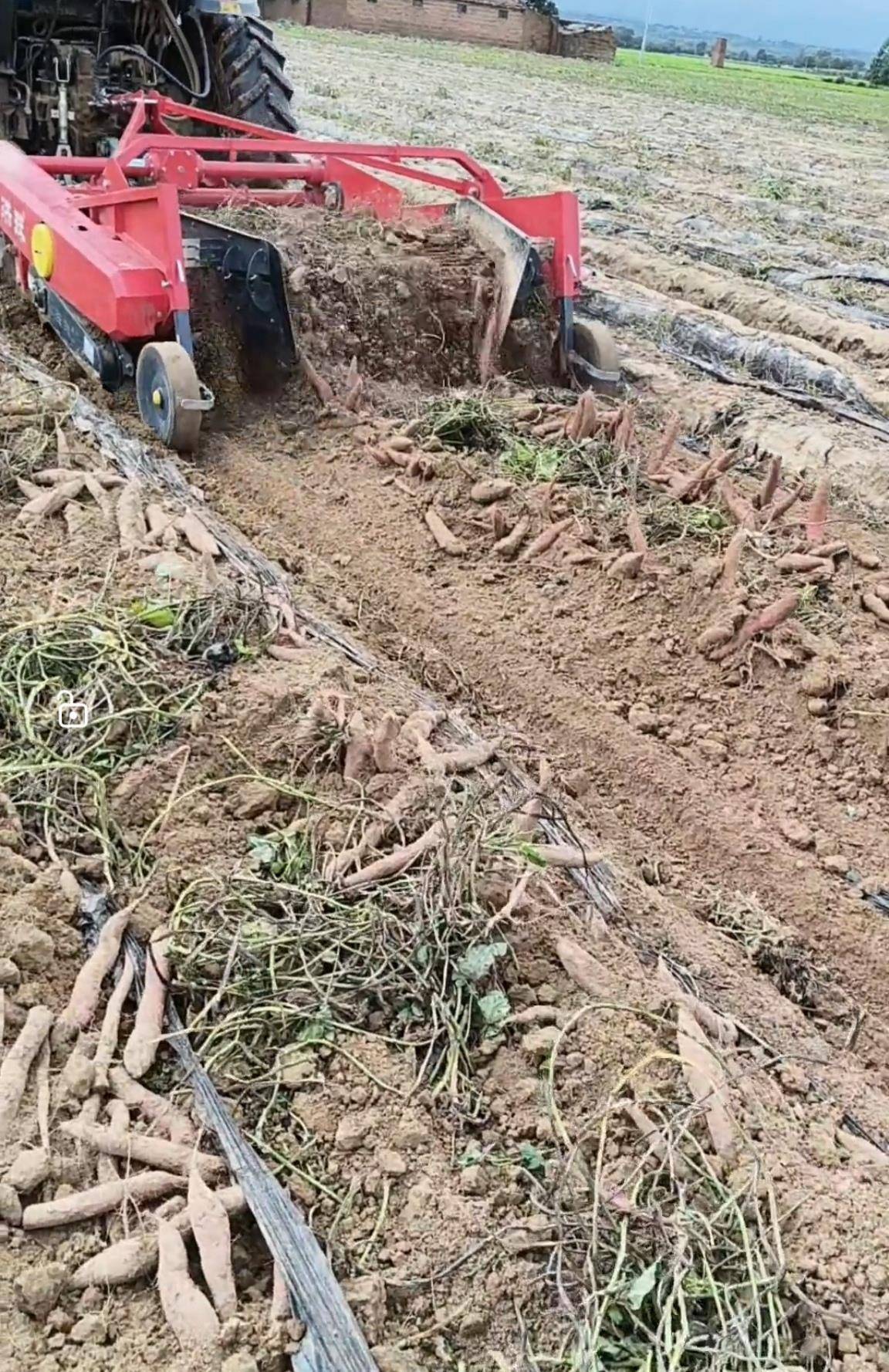 数百人冲进地里捡红薯<strong></p>
<p>顺丰股票002352</strong>,田主称是秋收剩下的,网友:免费翻地,利人利己