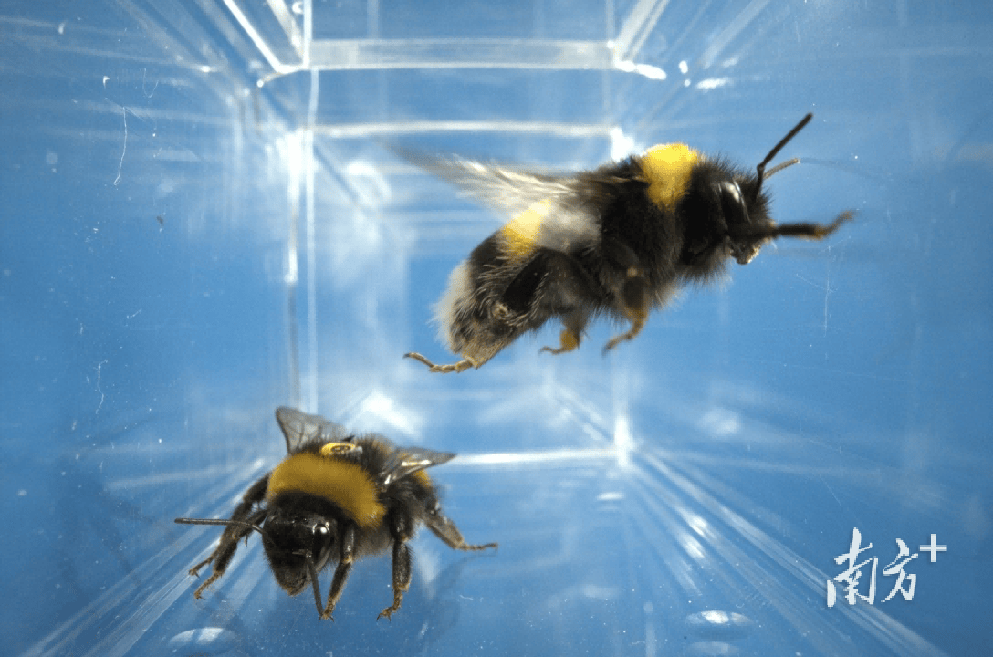 人类如何“读懂”大黄蜂的“感同身受”<strong></p>
<p>股票新闻</strong>?