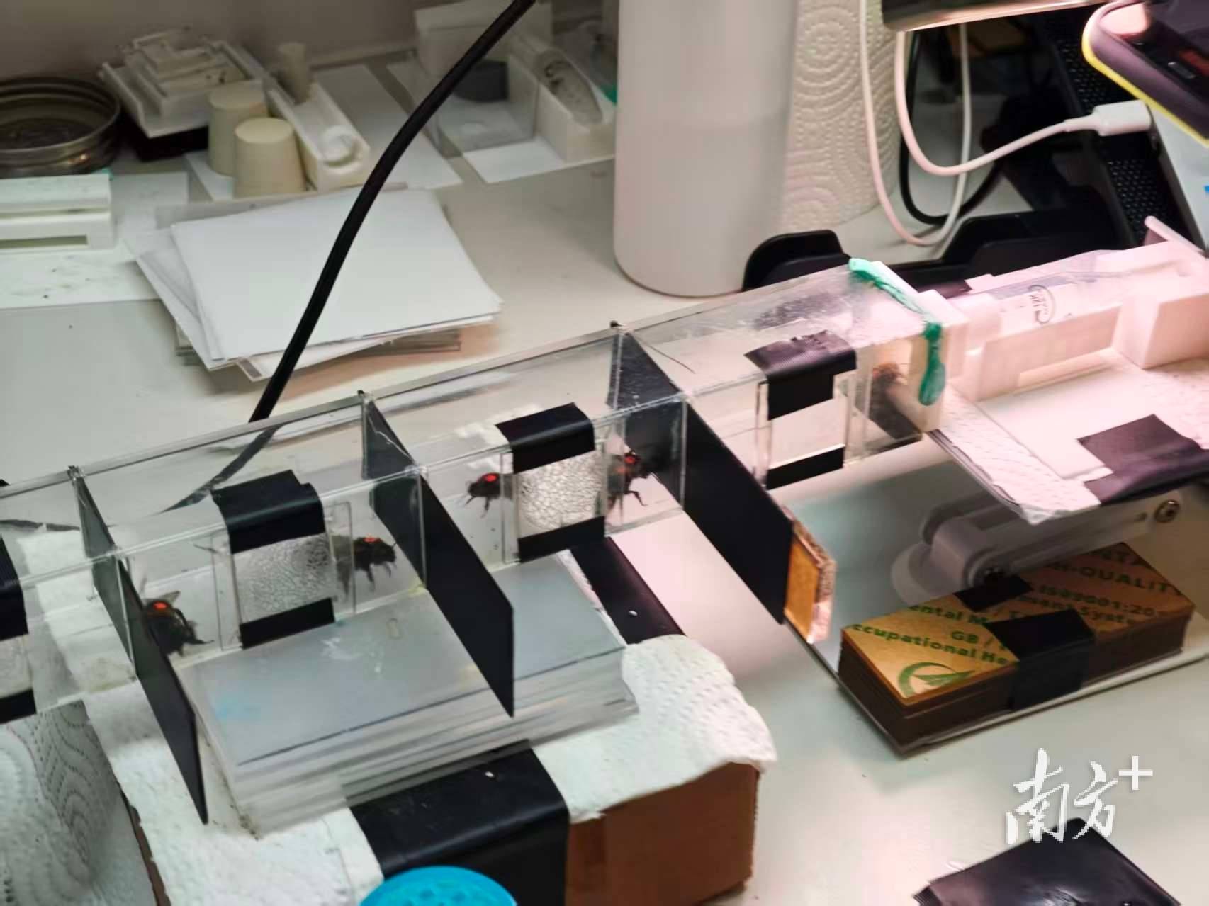 人类如何“读懂”大黄蜂的“感同身受”<strong></p>
<p>股票新闻</strong>?