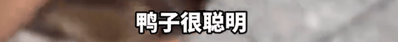养了四年的宠物鸭被汽车碾死<strong></p>
<p>东吴证券股票</strong>,老太太当街包鸭痛哭,目击者:她老伴重病,鸭子是用来祈福的