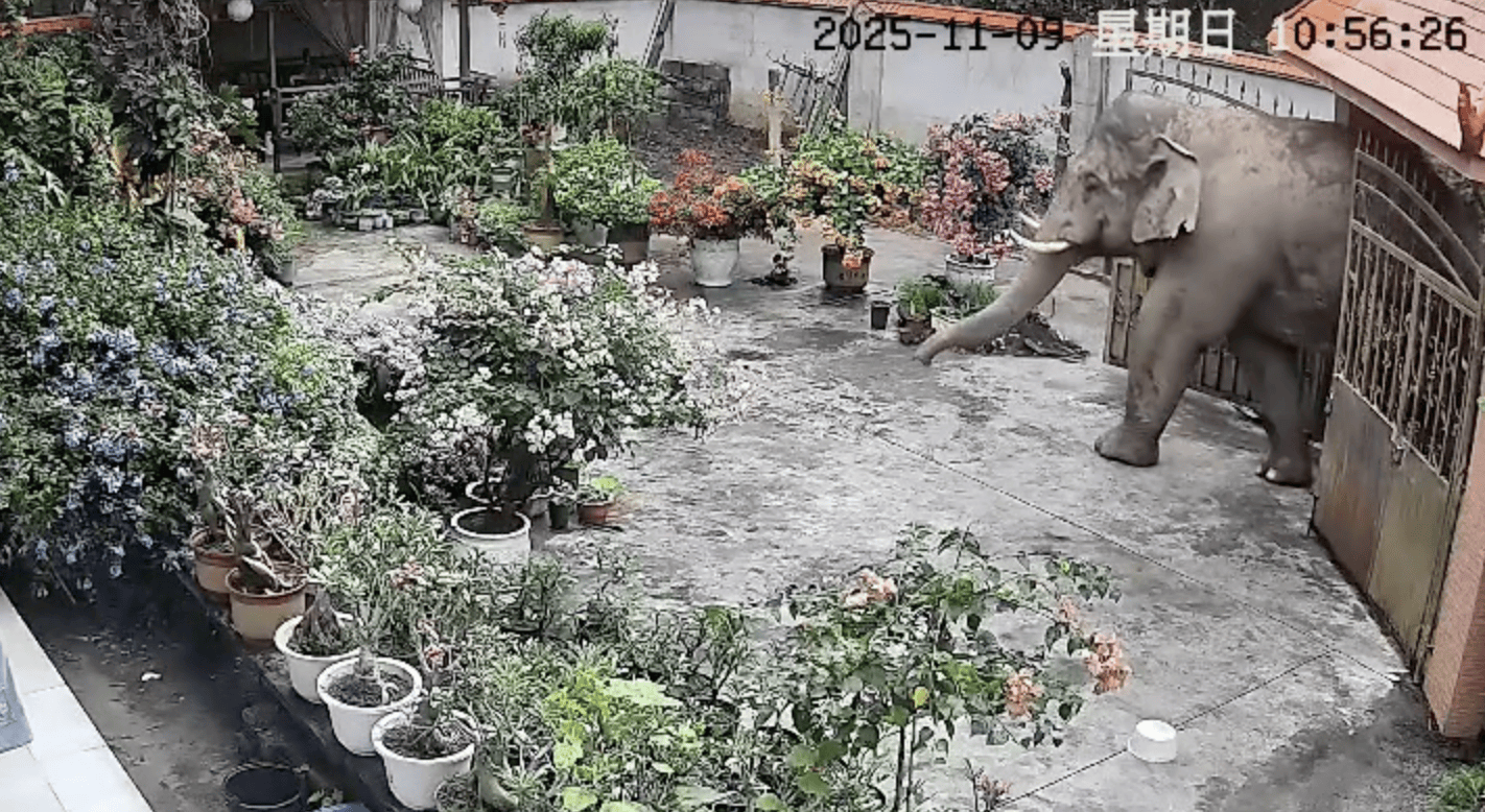 监拍云南勐腊野生大象闯入居民家,顶开铁门后院中散步,野保:如有损失,有专门保险