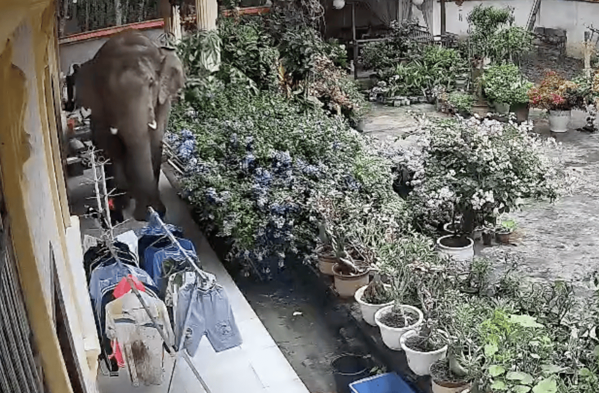 监拍云南勐腊野生大象闯入居民家<strong></p>
<p>上海能源股票</strong>，顶开铁门后院中散步，野保：如有损失，有专门保险